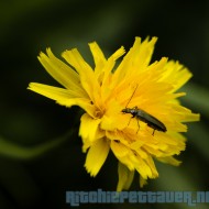 Bug on yellow Flower